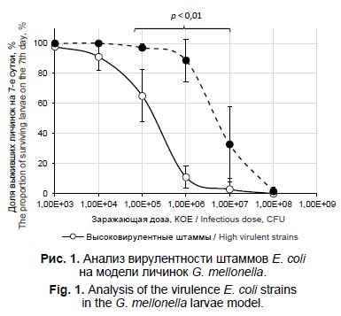 Characterization of virulent Escherichia coli strains isolated from patients with urological infection