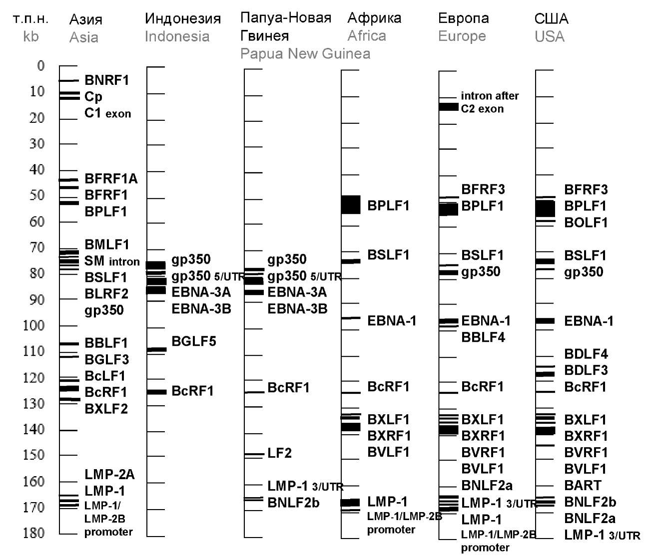 Genetic diversity of the Epstein–Barr virus: a modern view of the problem