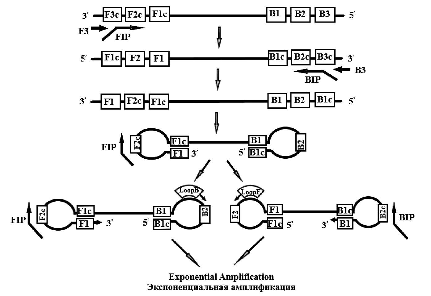 Comparative analysis of methods for isothermal amplification of nucleic acids