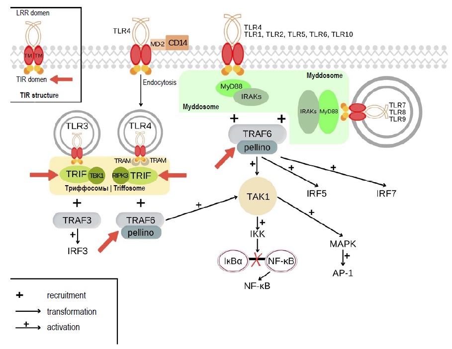 Mechanisms of Toll-like receptor tolerance induced by microbial ligands