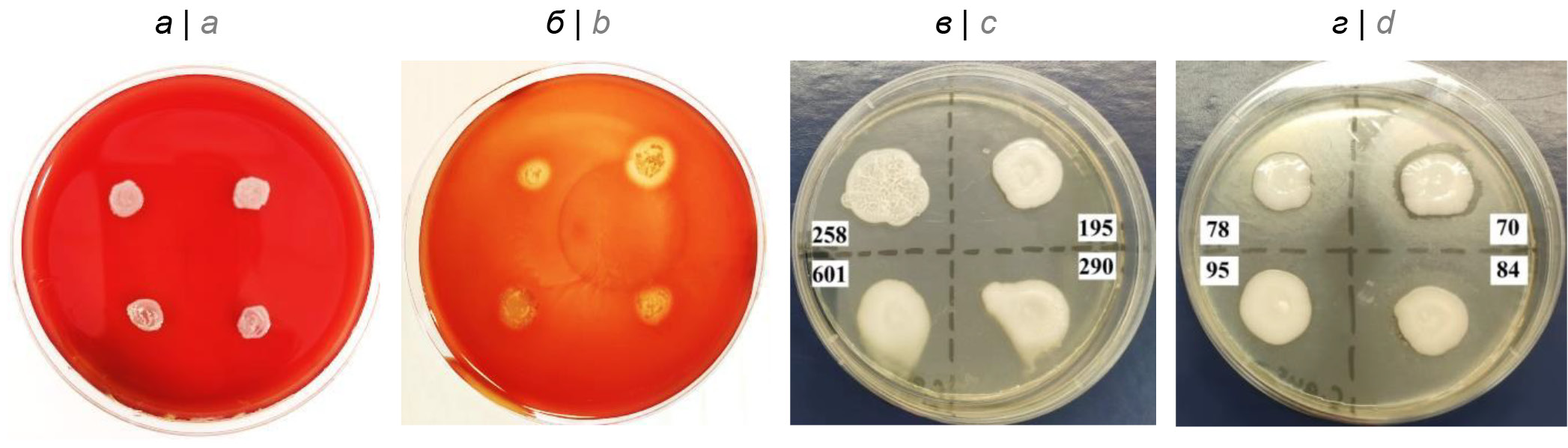 Comparative evaluation of enzyme and biocidal activity of <i>Candida auris</i> and <i>Candida albicans</i>