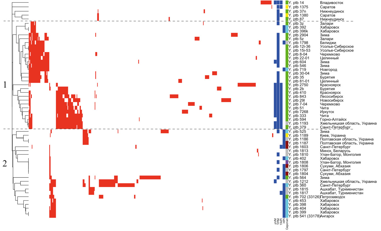 Diversity of CRISPR loci in <i>Yersinia pseudotuberculosis</i> strains and their association with pathogenicity factors