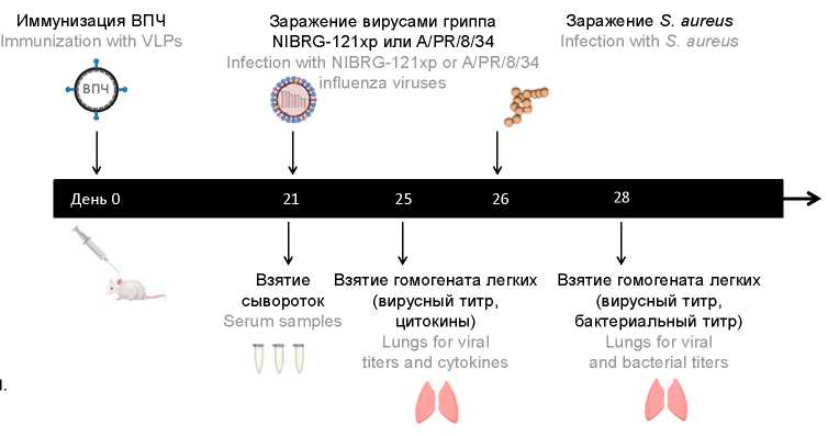 The study of neuraminidase immunity in protection against secondary bacterial pneumonia induced by <i>S. aureus</i> after influenza infection in mice