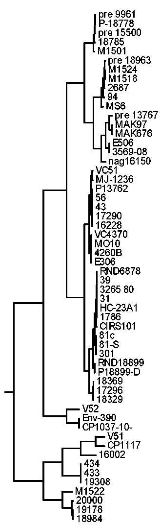 Improvement of the technique of SNP-typing of <i>Vibrio cholerae</i> strains on the basis of the analysis of the primary data of whole genome sequencing